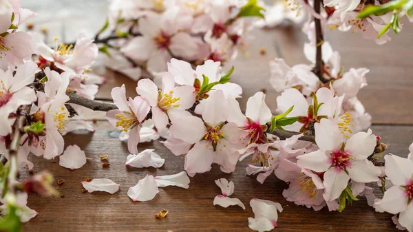 Almond Flowers Wood Table Background Close View Springtime Seasonal Natural — Stock Photo, Image