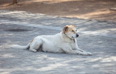 Terk edilmiş beyaz bir köpek, Atina ve Yunanistan 'daki eski taşlı patikada dinleniyor.. 