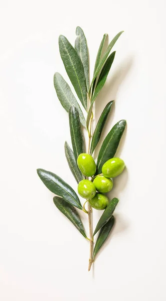 Olivovník Olivami Bílém Čerstvá Olivová Ratolest Syrové Zelené Olivy Izolované — Stock fotografie