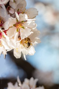 İlkbahar tozlaşması. Badem ağacının çiçeklerinden polen toplayan bal arısı, yakından bak.