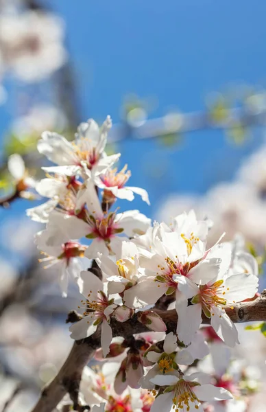Mandlový Strom Kvete Bílé Růžové Květy Detailní Modrá Obloha Pozadí — Stock fotografie