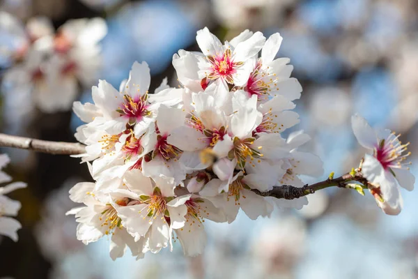 Almond Tree Spring Blooming White Pink Blossoms Closeup Blue Sky — Stock Photo, Image
