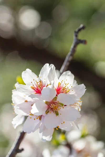 Almond Tree Spring Blooming White Pink Blossoms Closeup Springtime Green — Stock Photo, Image
