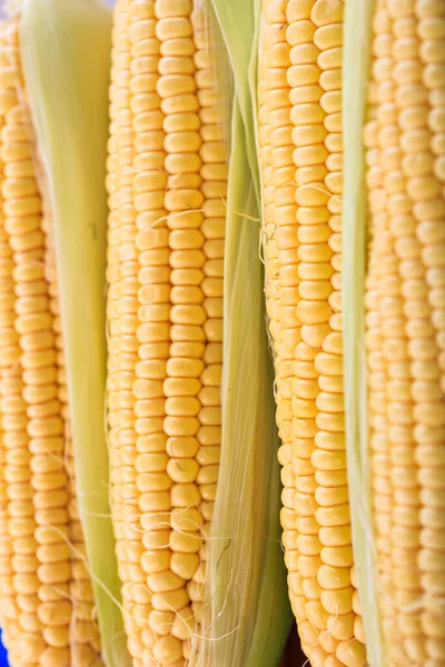 Pannocchie Mais Con Sfondo Pelli Texture Husk Corn Contiene Coltiva — Foto Stock
