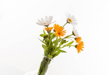 Papatyalar ve papatyalar beyaz arka planda izole edilmiş taze papatyalar. Yabani çiçekler, kozmetik ürünler, bitkisel alternatif tıp konsepti