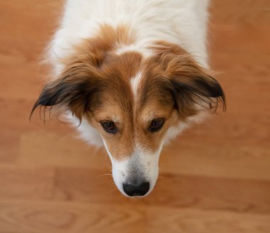 Şirin Yunan çoban köpeği kafası, beyaz ve kahverengi, ahşap zemin arka planı. Dost canlısı evcil hayvan, yakın çekim görüntüsü