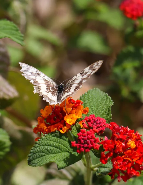 Mariposa Melanargia Galatea Con Alas Color Blanco Marrón Polinizando Flor — Foto de Stock