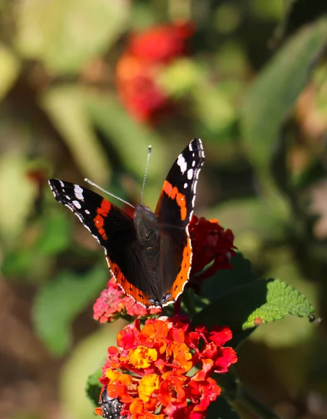 Almirante Rojo Mariposa Con Alas Negras Bandas Naranjas Manchas Blancas — Foto de Stock