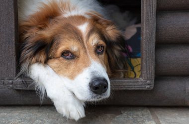 Köpek kulübesinde dinlenen Yunan çoban köpeği. Evcil hayvan yakın çekim görüntüsü
