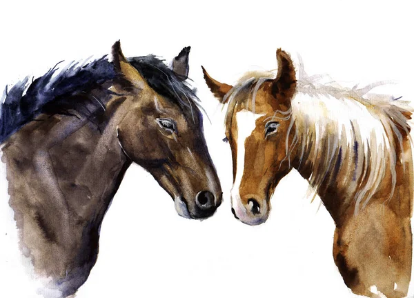 Cavalli acquerello sullo sfondo bianco — Foto Stock