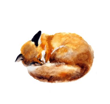 Beyaz arka plan üzerinde uyuyan bir tilki suluboya çizimi. Elle çizilmiş kroki şirin suluboya Fox illüstrasyon. Yaban hayatı sanat illüstrasyonlar. Kumaş, kartpostal, tebrik kartı, kitap için vintage grafiği