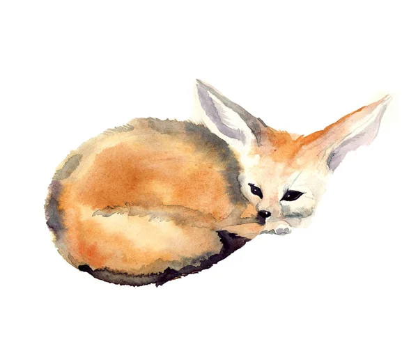 Aquarel weinig fox Fenech op de kleurrijke witte achtergrond. Aquarel schets dierlijke illustratie — Stockfoto