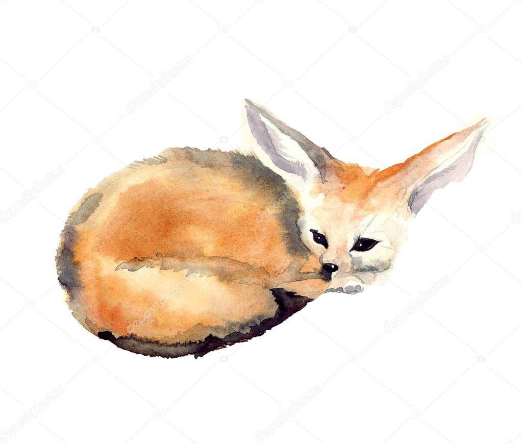 Watercolor little fox Fenech on the colorful white background. Watercolor sketch animal illustration