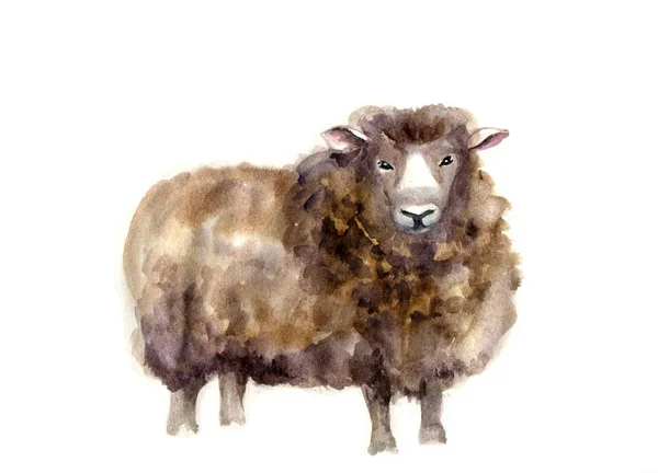 Aquarel schapen, hand getekende schattig illustratie. Creatieve boerderijdieren. Achtergrond voor de moslimgemeenschap, Festival van offer, Eid-Al-Adha Mubarak. Tee-shirt afbeelding — Stockfoto