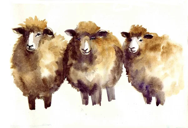Acuarela oveja, dibujado a mano linda ilustración. Animales de granja creativos. Antecedentes de la comunidad musulmana, Festival del Sacrificio, Eid-Al-Adha Mubarak. Camiseta gráfica —  Fotos de Stock