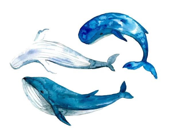 Cute Watercolor Whales White Background Sketch Illustrations — 스톡 사진