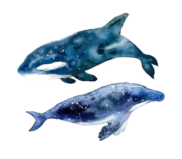 Cute Watercolor Whale Dolphin White Background — 스톡 사진