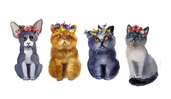 Akwarelowe Koty Gotowe Zabawny Zestaw Zwierząt Akwarela Dla Zwierząt Ilustracja — Zdjęcie stockowe