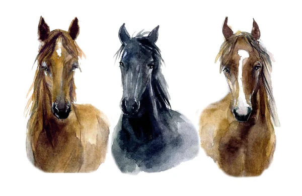 可爱的水彩马 三匹有趣的马 — 图库照片