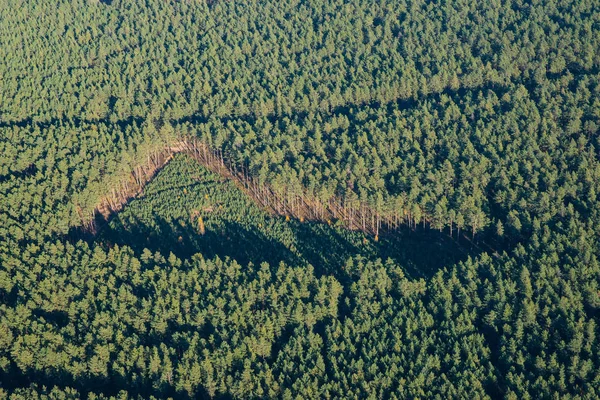 Forest cuttings from above. Holes in the forest. Aerial Landscape.