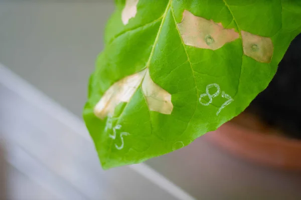 Close-up of green leaf with marks in the lab. Botanical research. Agro Institute.