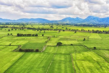 Yeşil pirinç alan, dağ ve gökyüzü görüntüleyin. Manzara