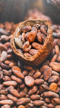 Ham kakao çekirdekleri yakın çekim