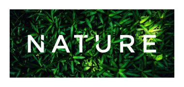 Yeşil düz lay bırakır. Doğa kavramı