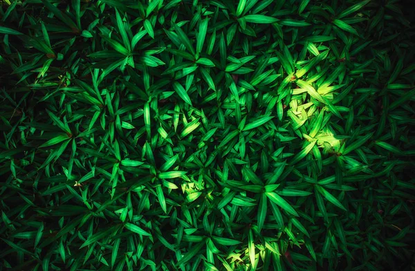 緑の葉フラット横たわっていた 性質の概念 — ストック写真