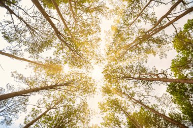 Uzun orman ağaçlarının arasından yukarıya doğru bakmanın bakış açısı 