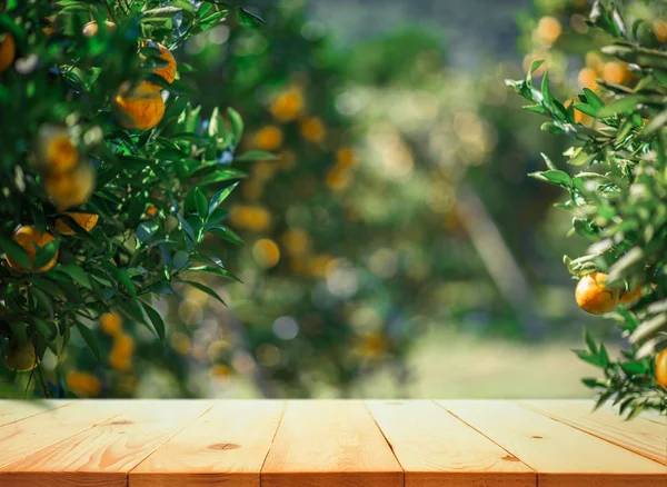 Empty wood table with free space over orange trees, orange field — 스톡 사진