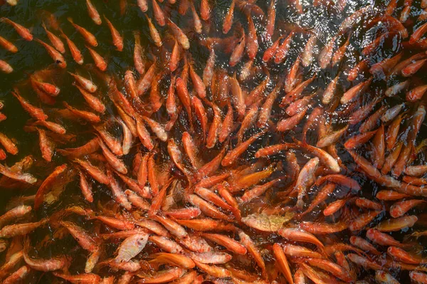 Pertanian ikan tilapia merah, ikan Tubtim Pentingnya ekonomi ikan fis — Stok Foto