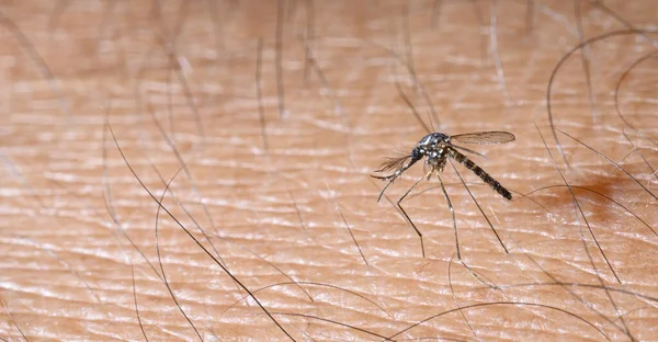 Close Mosquito Aedes Albopictus Animal Praga Contágio — Fotografia de Stock