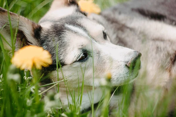 Радісна Собака Влітку Квітковому Полі Жовтих Кульбабах — стокове фото