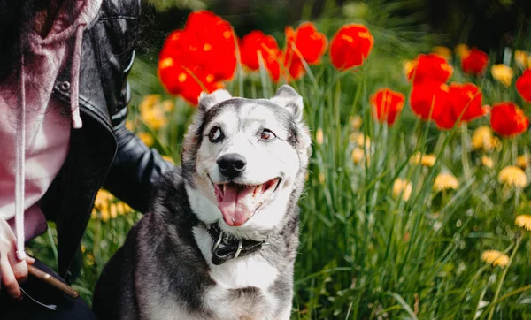 Perro Feliz Flores Paseo Mascota Verano Naturaleza — Foto de Stock