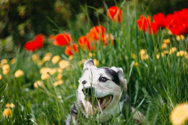 Glücklicher Hund Blumen Beim Spaziergang Sommertier Der Natur — Stockfoto