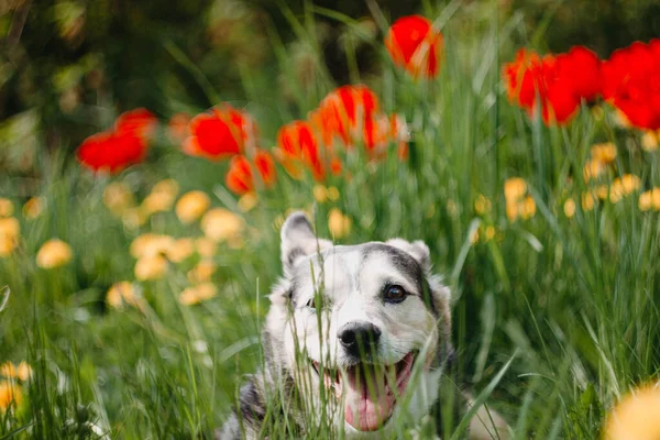 Szczęśliwy Pies Kwiatach Spacerze Letni Zwierzak Łonie Natury — Zdjęcie stockowe