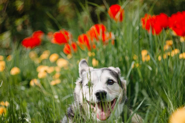 Glücklicher Hund Blumen Beim Spaziergang Sommertier Der Natur — Stockfoto