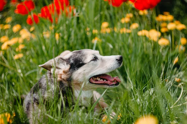 快乐的小狗在花朵中散步 夏天的宠物狗在大自然 — 图库照片