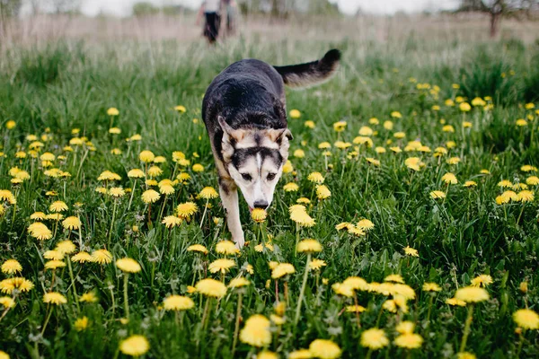 Joyful Dog Summer Flowering Field Yellow Dandelions — Stock Photo, Image