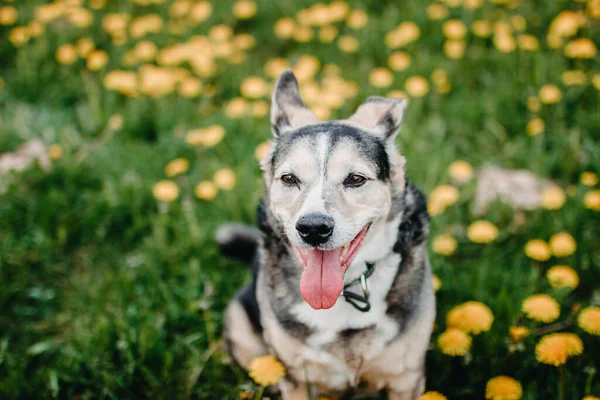 Радісна Собака Влітку Квітковому Полі Жовтих Кульбабах — стокове фото