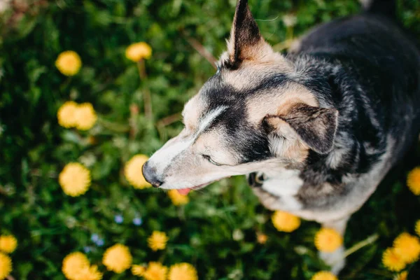 joyful dog in the summer in a flowering field in yellow dandelions.