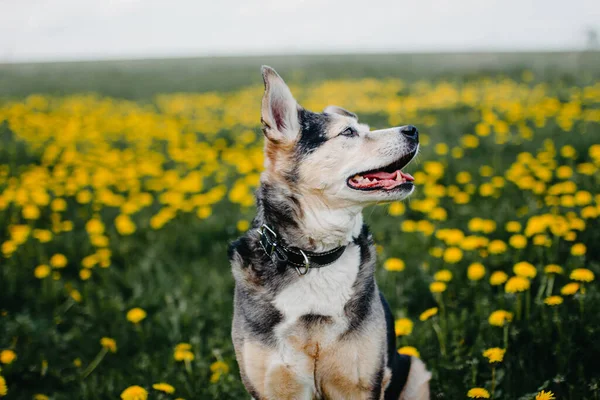 Perro Alegre Verano Campo Flores Dientes León Amarillo — Foto de Stock