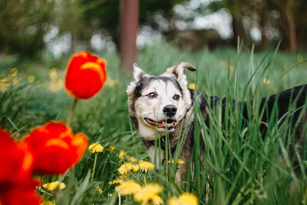 Cão Feliz Flores Passeio Animal Estimação Verão Natureza — Fotografia de Stock