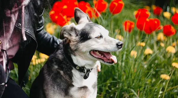 快乐的黑狗在开花结果的草地上 — 图库照片