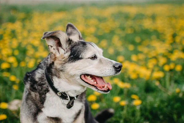 Šťastný Černý Pes Kvetoucí Louce Žluté Barvy — Stock fotografie