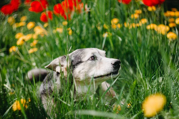 快乐的黑狗在开花结果的草地上 — 图库照片