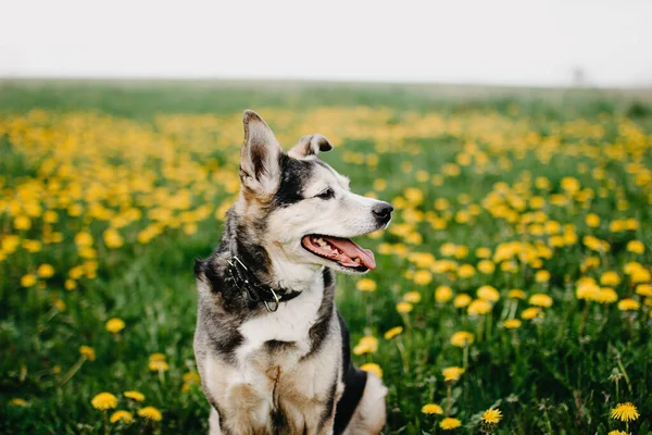 Perro Negro Feliz Prado Floreciente Colores Amarillos — Foto de Stock