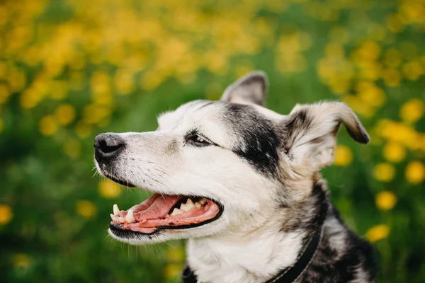 Perro Negro Feliz Prado Floreciente Colores Amarillos — Foto de Stock