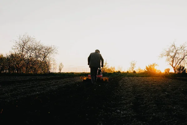 Чоловічий Фермер Працює Полі Прогулянці Мотоблоком Орає Землю Плугом Заході — стокове фото